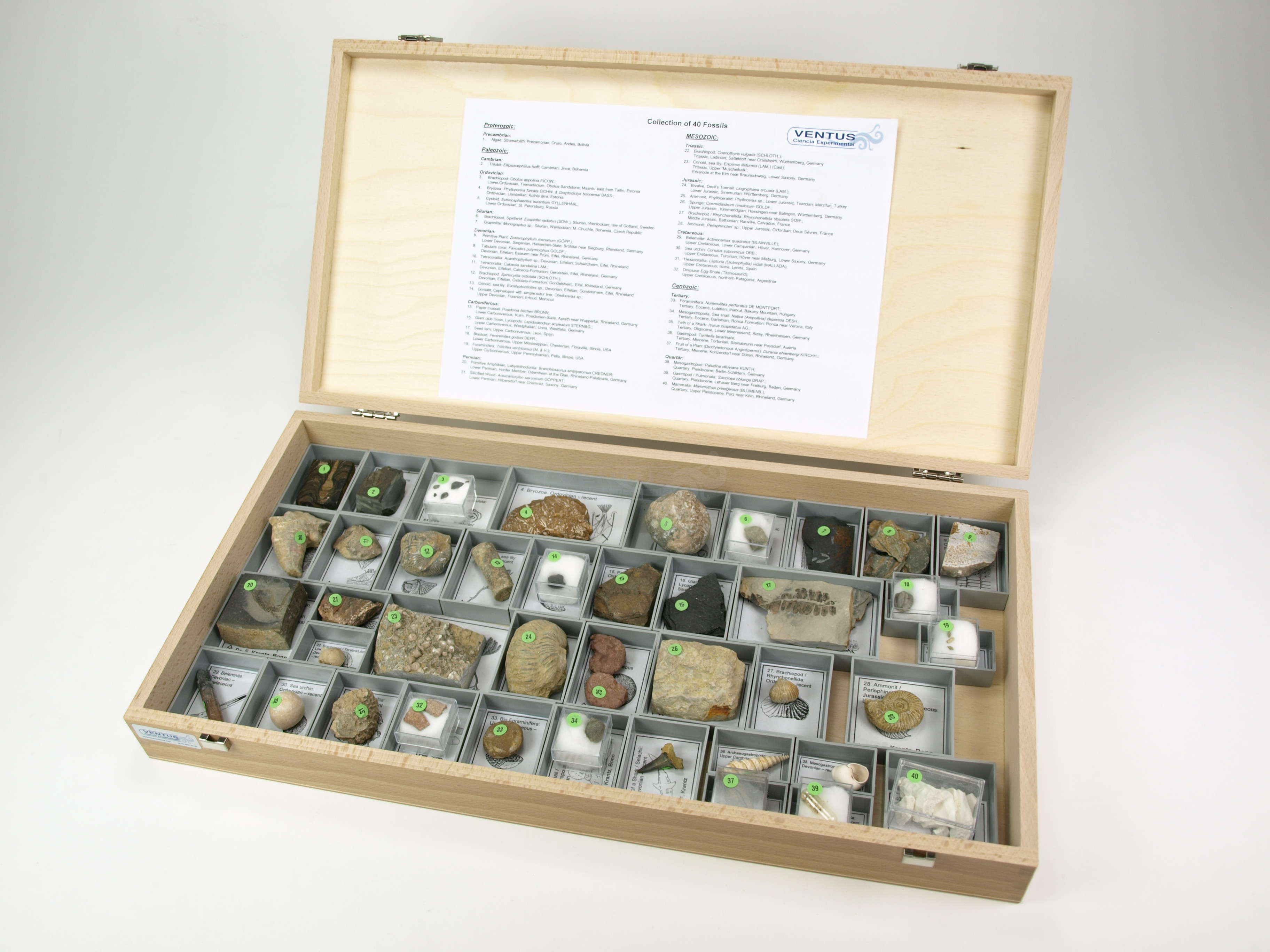 Colección de 40 fósiles