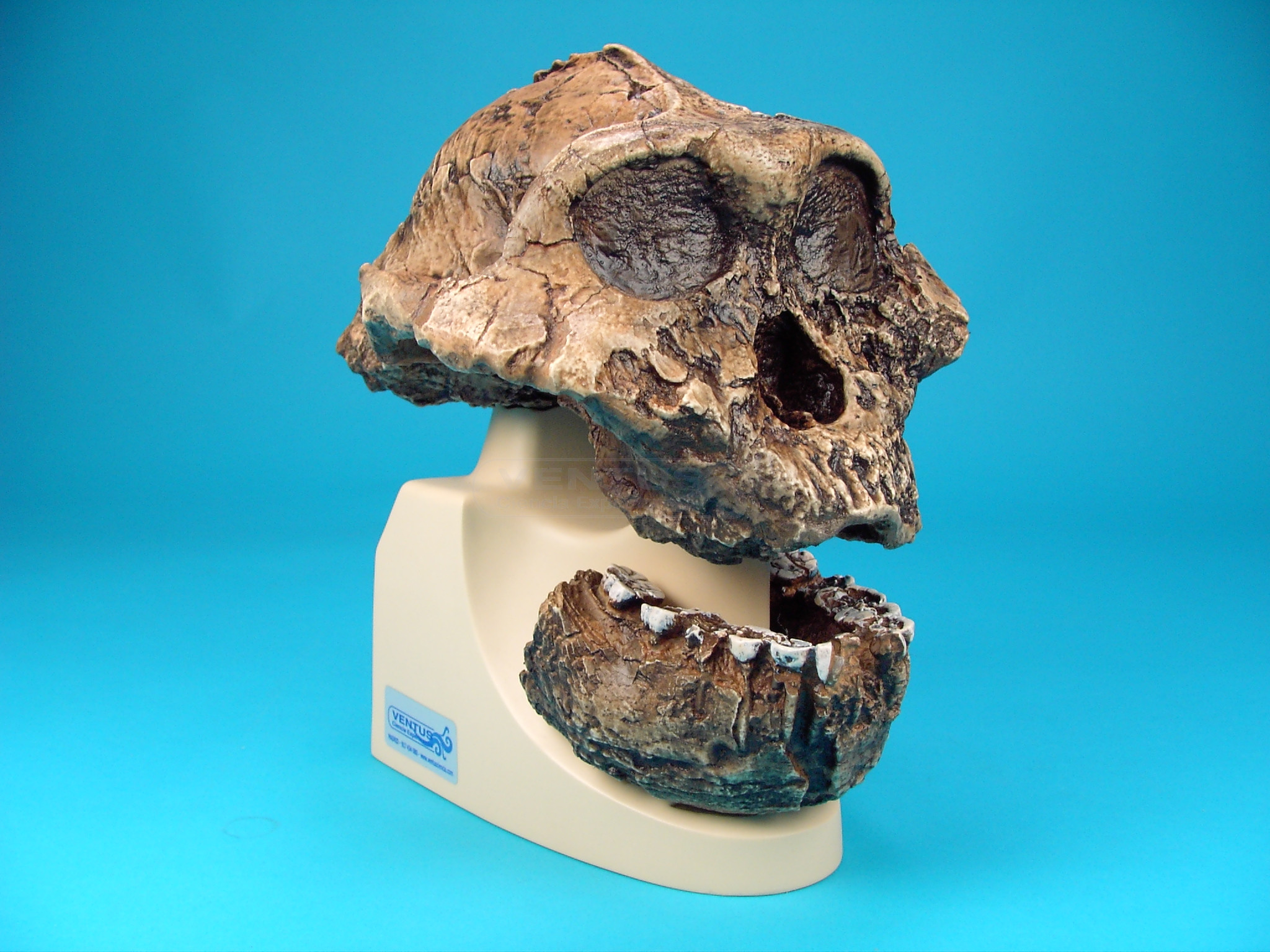 Cráneo Australopitecos Boisei