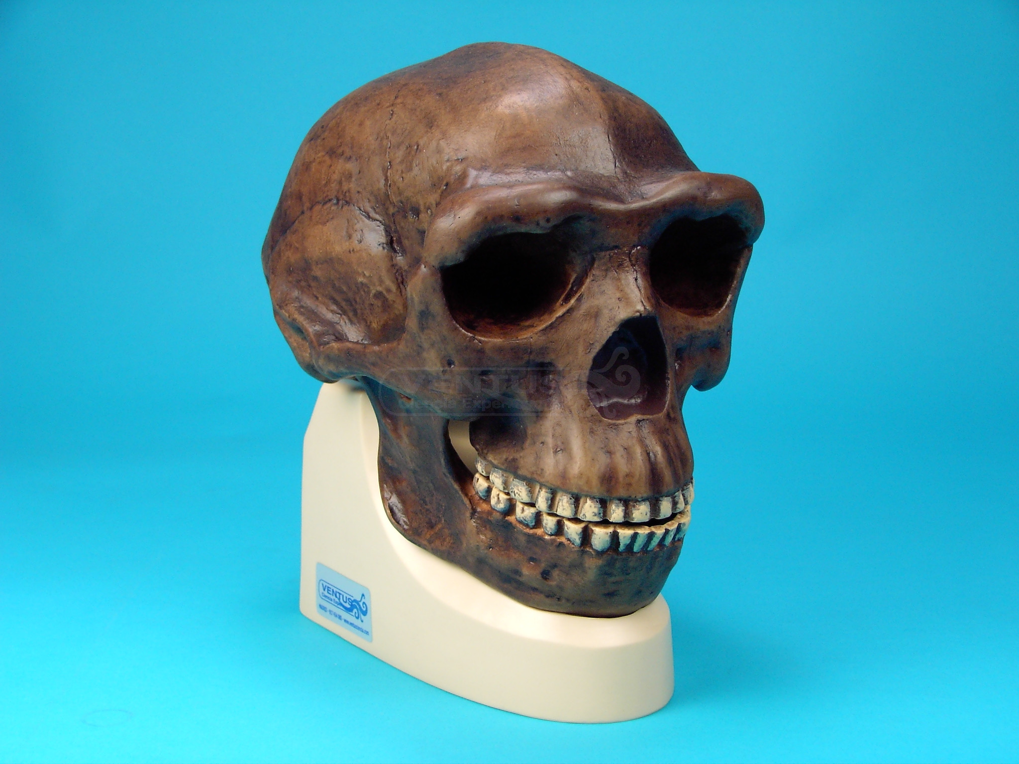Cráneo Homo Erectus Pekinensis