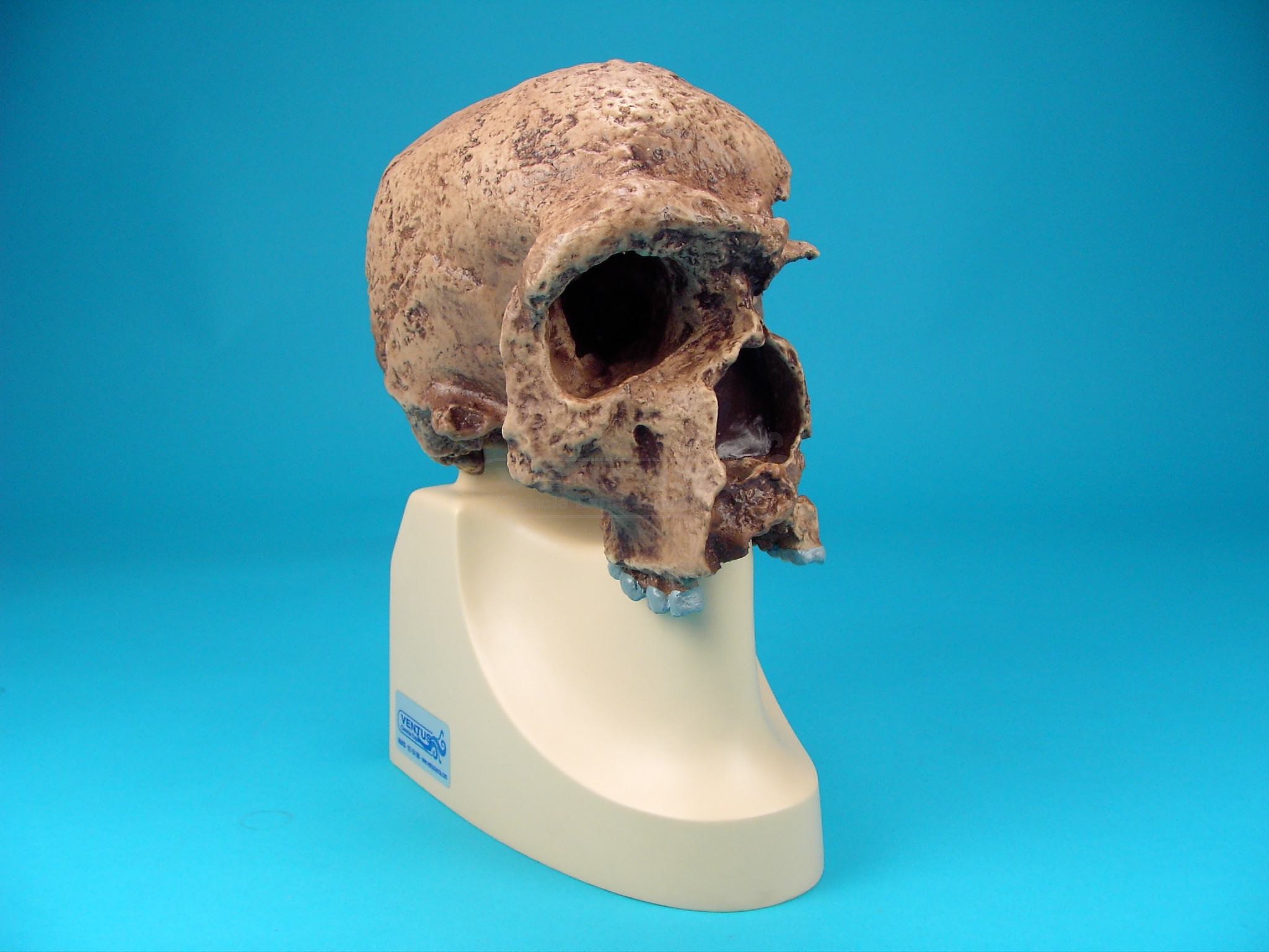 Cráneo Homo Sapiens Steinheimensis