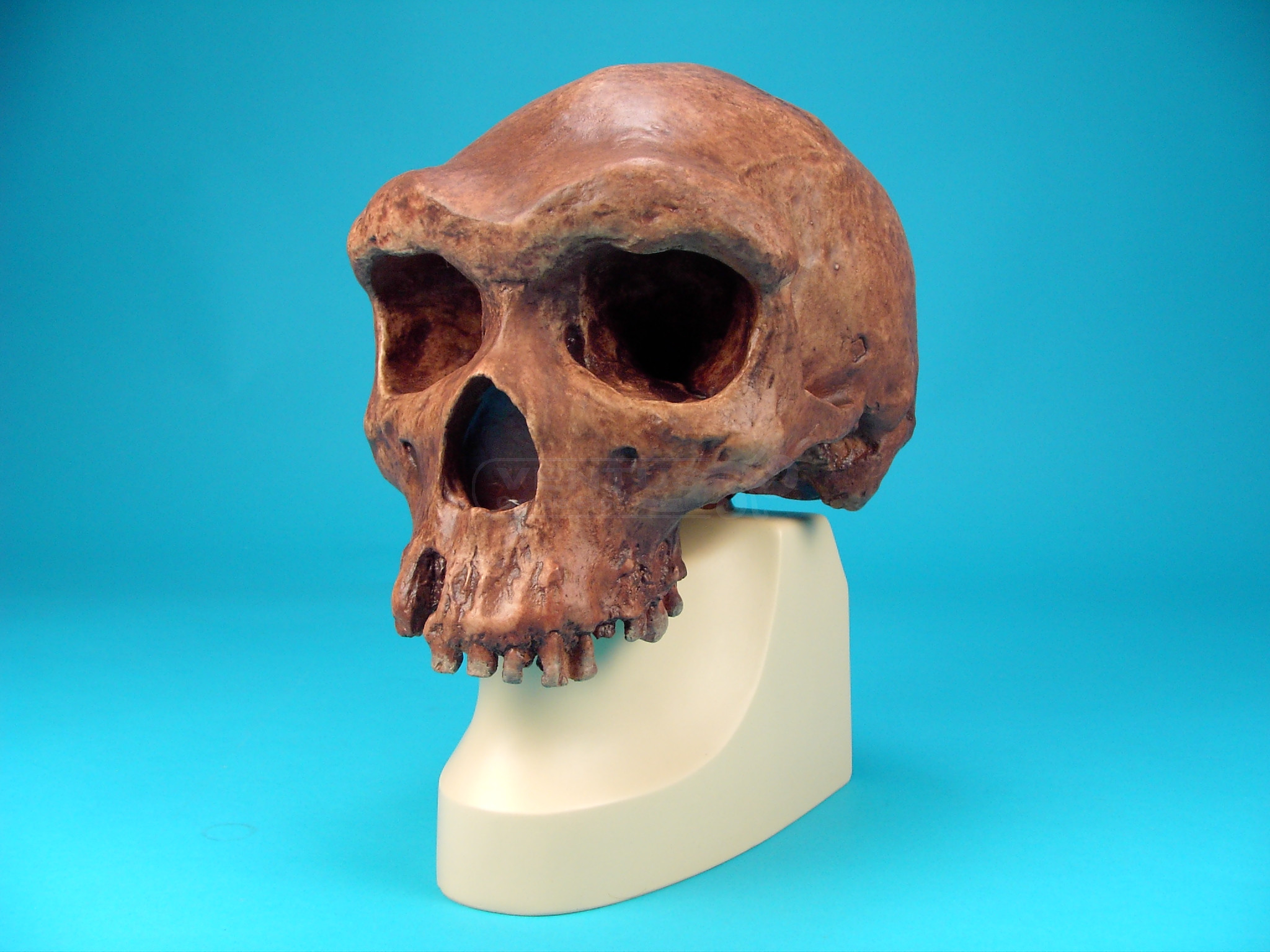 Cráneo Homo Erectus Rhodesiensis