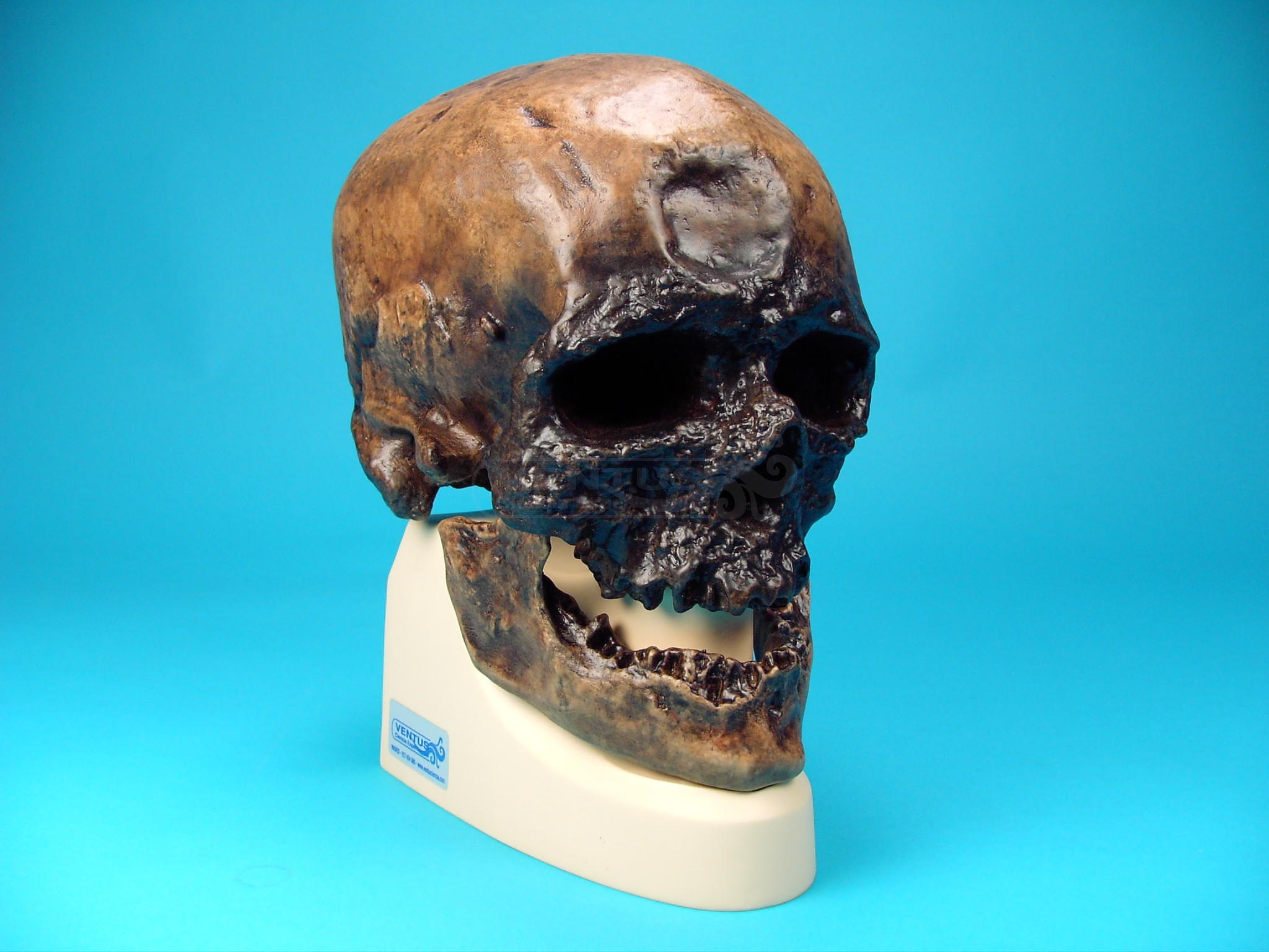 Cráneo Homo Sapiens Sapiens