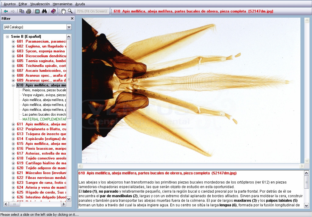 CD: Microscopía biología general II