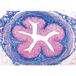 Preparaciones: Histología humana (40x)