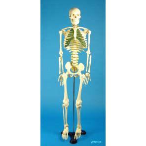 Esqueleto humano escala 1/2