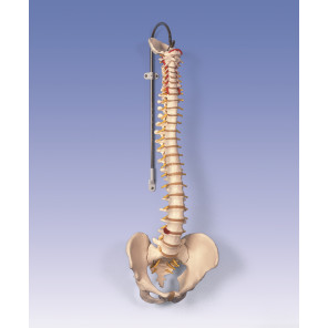 Columna vertebral flexible con soporte