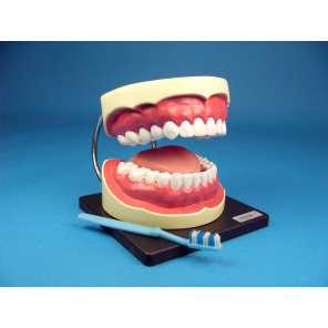 Modelo para higiene buco-dental