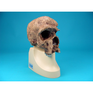 Cráneo Homo Sapiens Steinheimensis