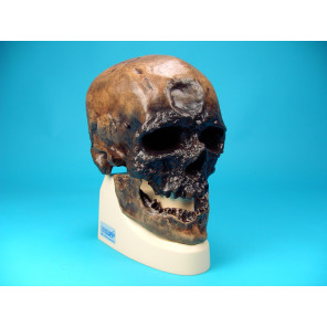 Cráneo Homo Sapiens Sapiens