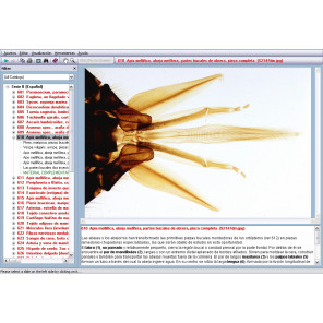 CD: Microscopía biología general II