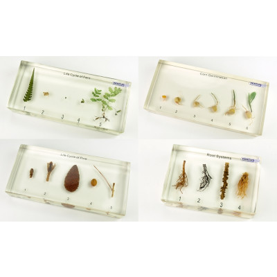 Colección bioplásticos de plantas