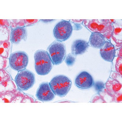 Preparaciones: Mitosis y meiosis (6x)