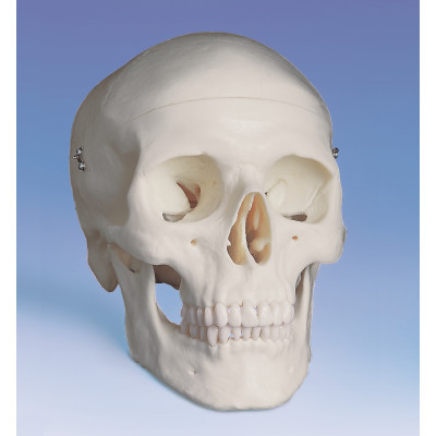 Cráneo humano 3 partes