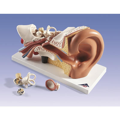 Modelo de oído, 4 partes, 3x