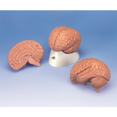 Modelo de cerebro, 2 partes, 1x