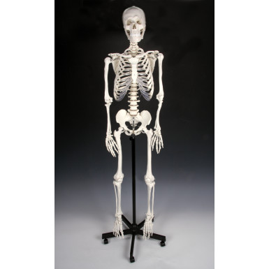  Modelo de esqueleto humano, tamaño medio - con