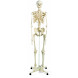Esqueleto humano tamaño natural 3B
