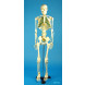 Esqueleto humano escala 1/2