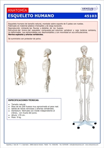 45103 ESQUELETO HUMANO