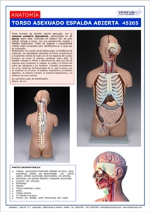 45205 TORSO ASEXUADO ESPALDA ABIERTA