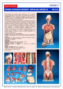 45215 TORSO HUMANO BISEXO ESPALDA ABIERTA